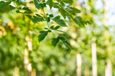 Koelreuteria paniculata haute-tige 12/14