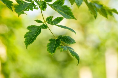 Koelreuteria paniculata haute-tige 12/14