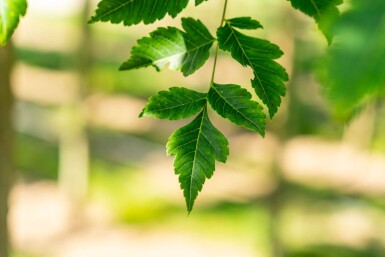 Koelreuteria paniculata haute-tige 12/14
