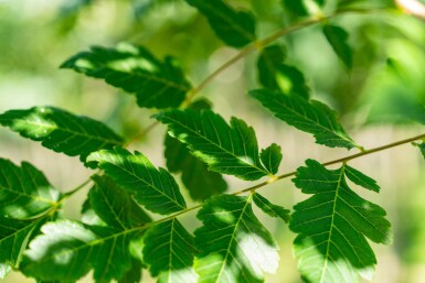 Koelreuteria paniculata haute-tige 12/14