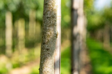 Koelreuteria paniculata haute-tige 12/14