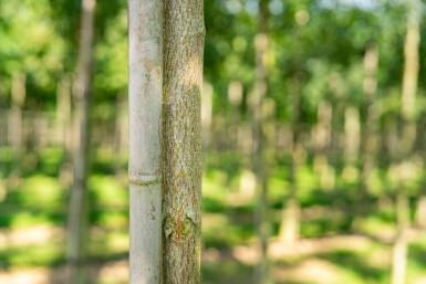 Koelreuteria paniculata haute-tige 12/14
