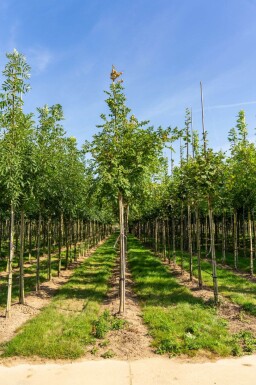 Koelreuteria paniculata haute-tige 12/14