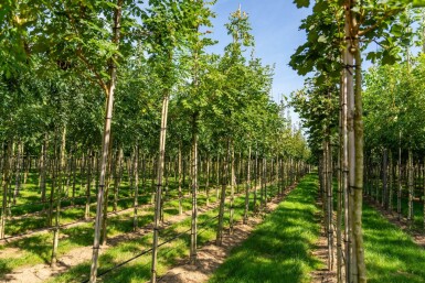 Koelreuteria paniculata haute-tige 12/14