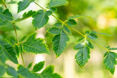Koelreuteria paniculata haute-tige 12/14