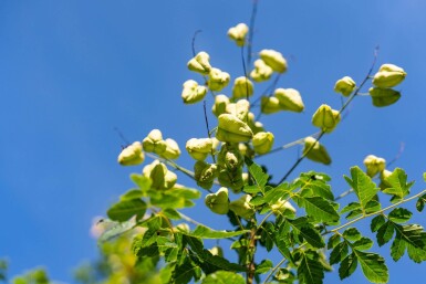 Koelreuteria paniculata haute-tige 12/14