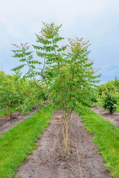 Koelreuteria paniculata cépée 250-300