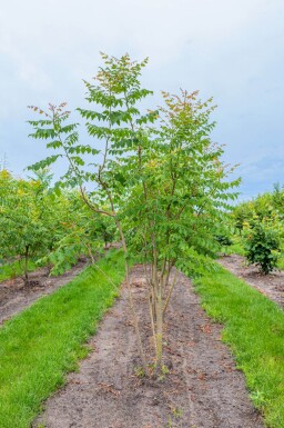 Koelreuteria paniculata cépée