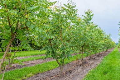 Koelreuteria paniculata cépée