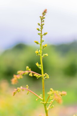 Koelreuteria paniculata cépée 250-300
