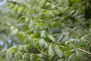 Koelreuteria paniculata cépée 250-300