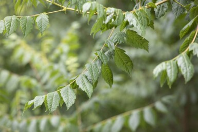 Koelreuteria paniculata cépée 250-300