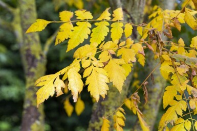 Koelreuteria paniculata cépée 250-300