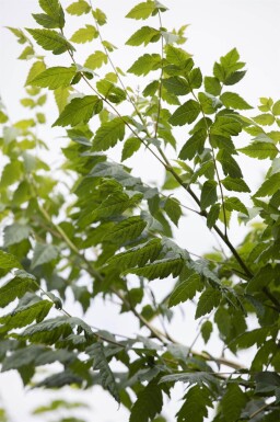 Koelreuteria paniculata cépée 250-300