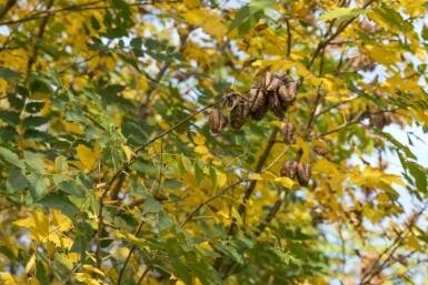 Koelreuteria paniculata cépée 250-300