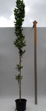 Koelreuteria paniculata 'Fastigiata' haute-tige