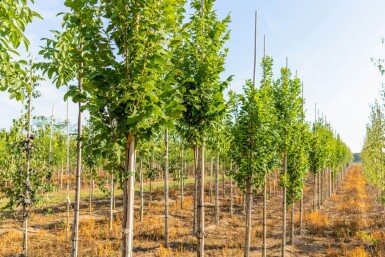 Koelreuteria paniculata 'Fastigiata' haute-tige