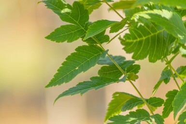 Koelreuteria paniculata 'Fastigiata' haute-tige