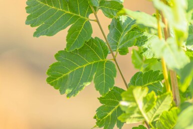 Koelreuteria paniculata 'Fastigiata' haute-tige