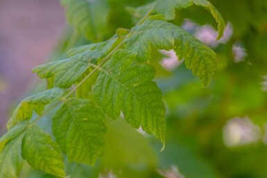 Koelreuteria paniculata 'Fastigiata' haute-tige