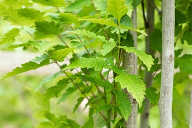Koelreuteria paniculata 'Fastigiata' haute-tige