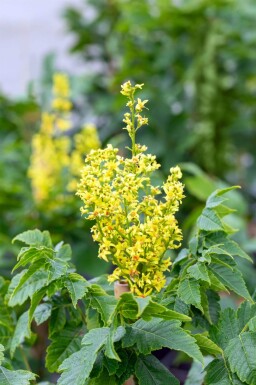 Koelreuteria paniculata 'Fastigiata' haute-tige