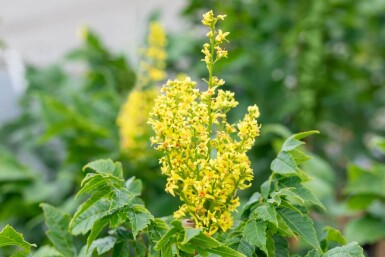 Koelreuteria paniculata 'Fastigiata' haute-tige