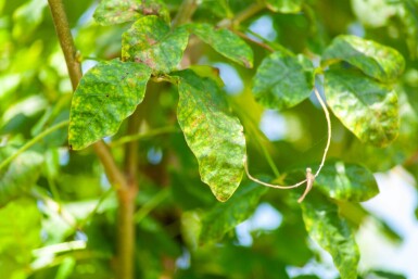 Laburnum anagyroides haute-tige