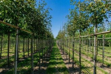 Laburnum anagyroides haute-tige 14/16
