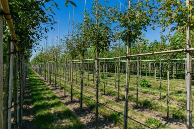 Laburnum anagyroides haute-tige 14/16