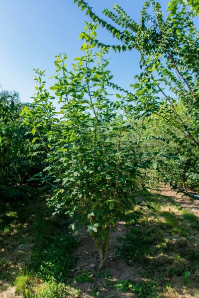 Laburnum anagyroides cépée