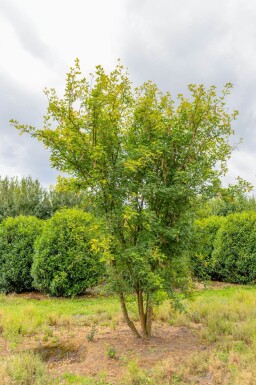 Laburnum anagyroides cépée