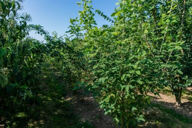 Laburnum anagyroides cépée