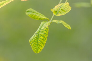 Laburnum anagyroides cépée