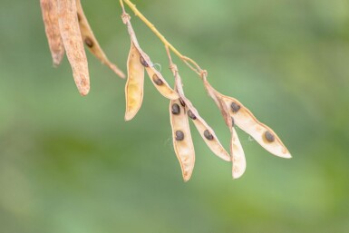 Laburnum anagyroides cépée