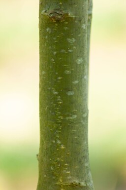 Laburnum anagyroides cépée