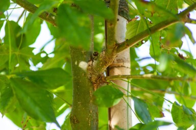 Laburnum anagyroides cépée