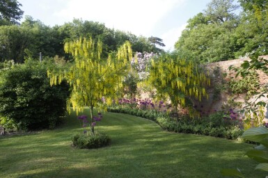 Laburnum anagyroides cépée