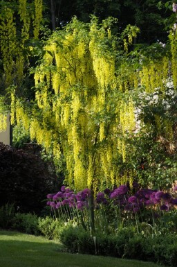 Laburnum anagyroides cépée