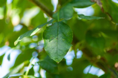 Laburnum anagyroides cépée