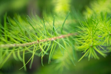 Larix decidua haute-tige