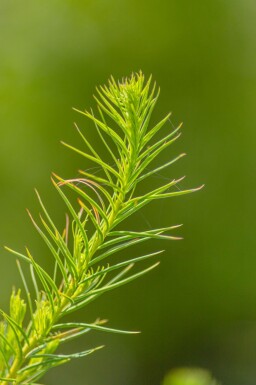 Larix decidua haute-tige
