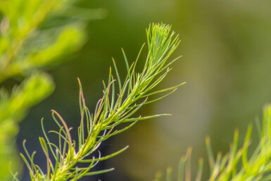 Larix decidua haute-tige
