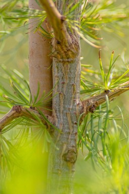 Larix decidua haute-tige