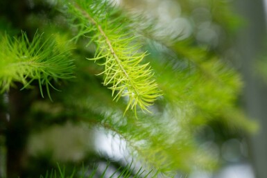 Larix decidua haute-tige