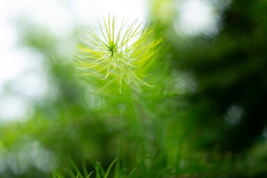 Larix decidua haute-tige