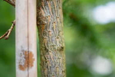 Larix decidua haute-tige