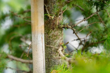 Larix decidua haute-tige