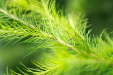 Larix decidua haute-tige