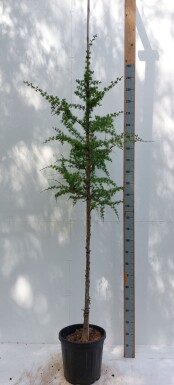 Larix kaempferi haute-tige 8/10
